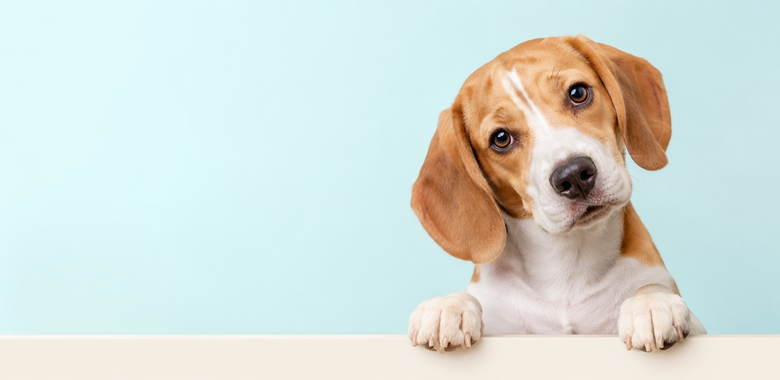 Köpeğiniz İçin<br>İyi Seçimler